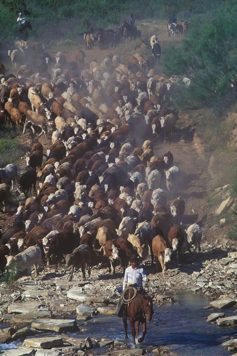 Preacher's Daughter, In Love With Life, Cattle Drive, Real Cowboys, Wilde Westen, Ranch Farm, Cattle Ranching, Cowboy Horse, Western Life