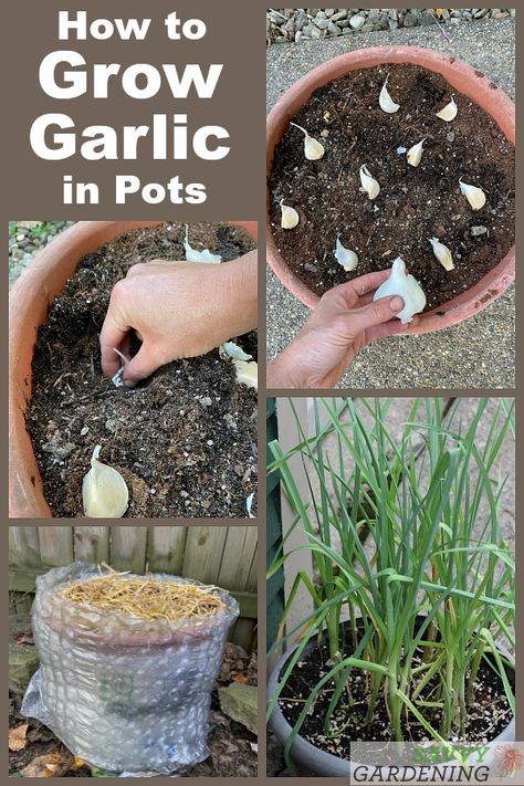 Grow Garlic, Indoor Vegetables, Planting Garlic, Growing Garlic, Indoor Vegetable Gardening, Organic Vegetable Garden, Veg Garden, Home Vegetable Garden, Container Gardening Vegetables