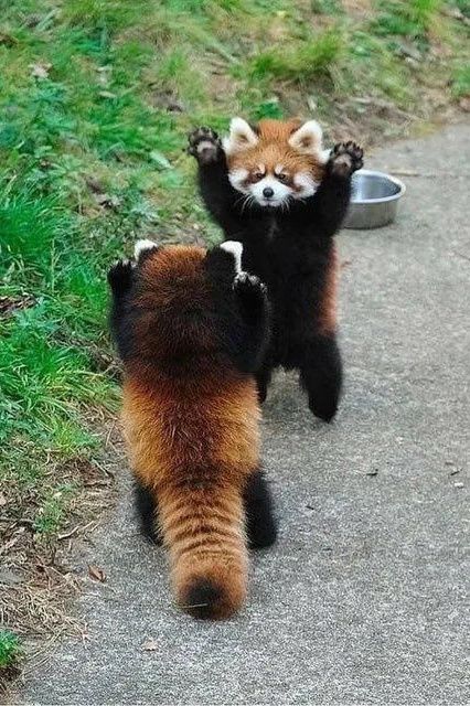 Pandas, Red Pandas, Black, Bears, Panda Bears, Red Panda, Road, Red