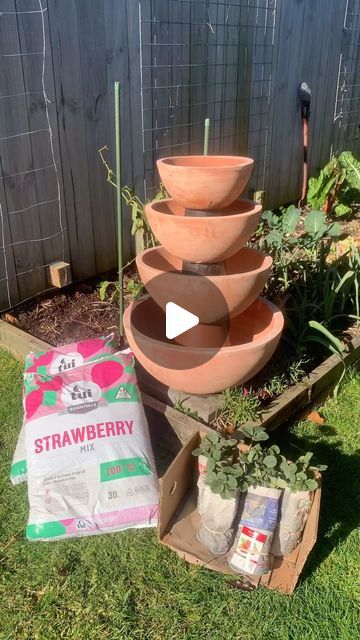 Emma Kerr on Instagram: "It’s time to get your strawberries in the ground. 

I’m always trying to think of new ways to grow more food in less space, so check out my new strawberry planter. Bring on those summer berries, I know my kids are going to love this.

I sourced the pots from @mitre10nz, potting mix is the @tuigardenandhome strawberry blend and my strawberry plants are from @awapuni as they have great deals on bulk plants." Growing Strawberries In A Pot, Strawberry Planter Ideas, Strawberry Planter, Strawberry Pots, Raised Bed Garden, Strawberry Planters, Berry Plants, Pot Garden, Growing Strawberries