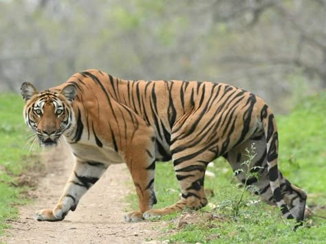 Tiger Body Reference, Tiger Dynamic Pose, Tiger Poses Drawing, Tiger Pose Reference, Tiger Side Profile, Panther And Jaguar, Big Cat Poses, Tiger Poses, Tiger Anatomy