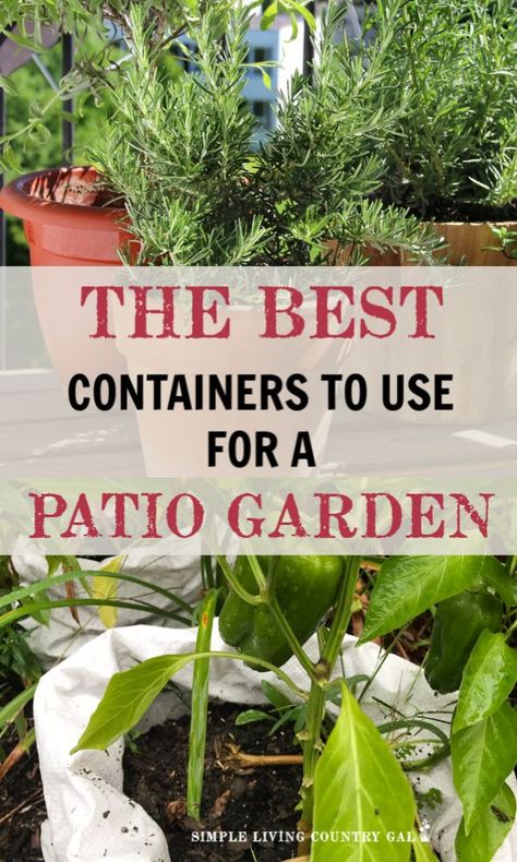 Patio Vegetable Garden, Container Vegetable Garden, Indoor Gardening Supplies, Gemüseanbau In Kübeln, Patio Container Gardening, Funny Vine, Garden Cactus, Diy Garden Patio, Container Garden Design