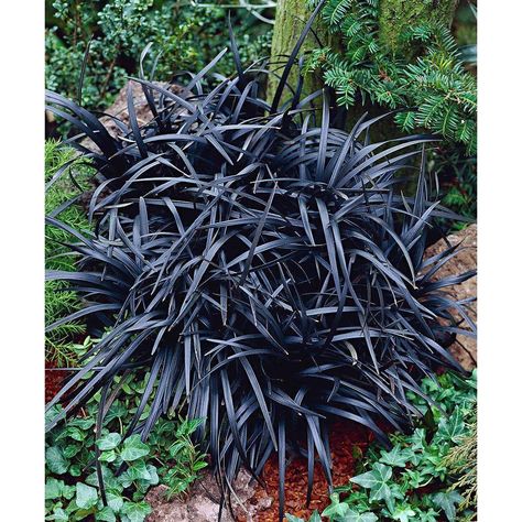 Ophiopogon Planiscapus, Fescue Grass Seed, Black Mondo Grass, Fescue Grass, Black Plant, Spring Hill Nursery, Growing Grass, Full Sun Perennials, Gothic Garden