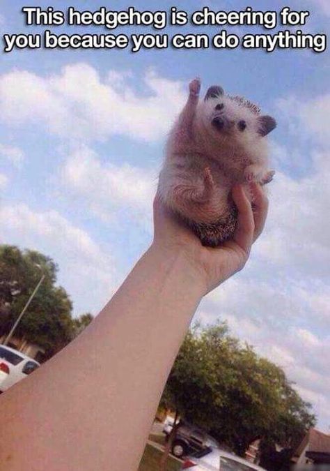 "This hedgehog is cheering for you because you can do anything" #YouveGotThis #MondayMotivation #YayYou A Hedgehog, Cute Hedgehog, Wholesome Memes, Faith In Humanity, Funny Animal Pictures, Animal Memes, 귀여운 동물, Make You Smile, Animals And Pets