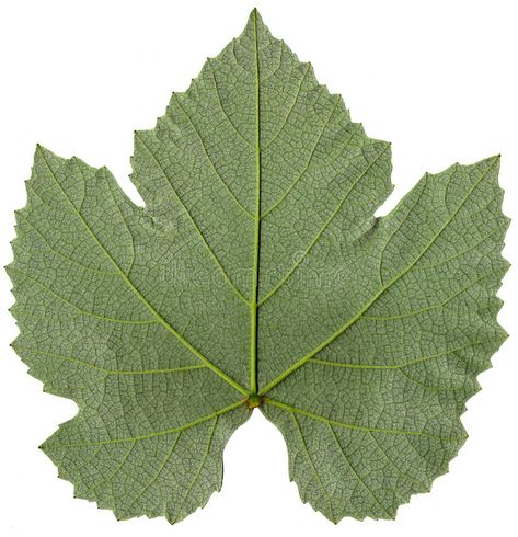 Grape leaf detail. Close up detail of a grape leaf , #AD, #leaf, #Grape, #detail, #grape, #Close #ad Wine Vineyards, Plaster Crafts, Wine Craft, Fruits Images, Print Outs, Mythology Tattoos, Leaf Images, Grape Leaf, Plant Photography