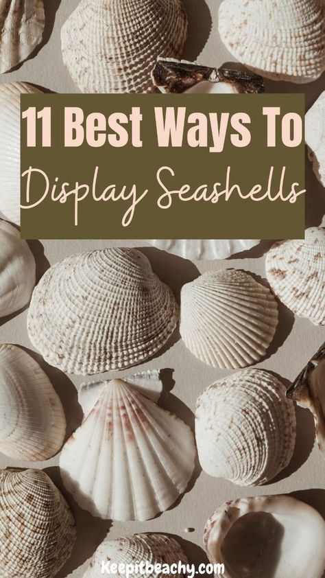 WOW. These seashell display ideas are THE BEST. I am loving the centerpiece ideas and seashell mirror ideas. #seashelldisplay #seashellideas #howtodisplayseashells Ways To Display Seashells, Seashell Display Ideas, Display Seashells, Seashell Centerpieces, Cute Seashell, Seashell Ideas, Large Sea Shells, Shell Centerpieces, Seashell Display