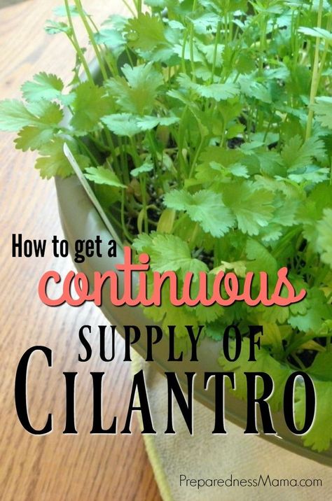 Cilantro From Seed, Landscape Shrubs, Affordable Landscaping, Growing Cilantro, Indoor Vegetables, Indoor Vegetable Gardening, Organic Vegetable Garden, Garden Types, Indoor Herb Garden