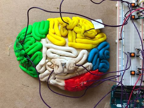 Brain Lobes, Brain Models, Picnic Activities, Occipital Lobe, Poster Competition, Real Skull, Spelling And Handwriting, Frontal Lobe, Brain Anatomy