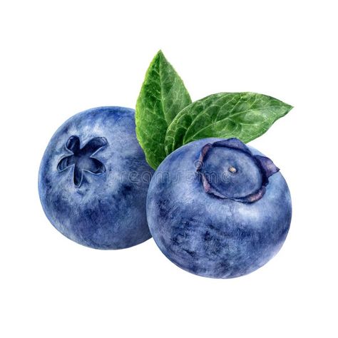 Blueberry Watercolor, 3d Tipografi, Fruit Art Drawings, Watercolor Beginner, Watercolor Fruit, Canvas Painting Designs, Watercolor Sketchbook, Fruit Painting, Hand Drawn Illustration