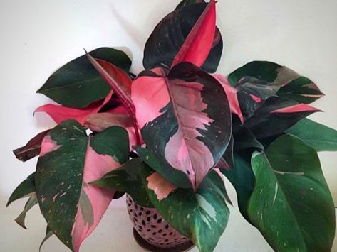 Big Potted Plants, Philodendron Erubescens, Philodendron Pink Princess, Bonsai Seeds, Plant Goals, Philodendron Plant, Pink Plant, Variegated Plants, Decoration Plante