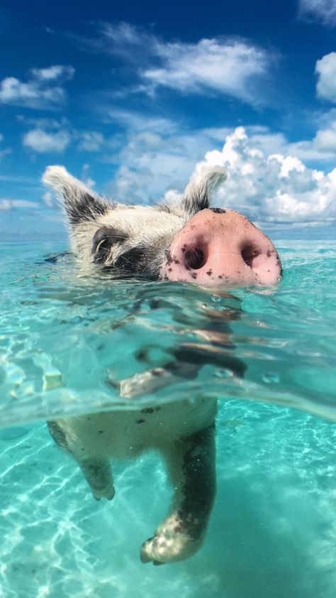 The Bahamas are the perfect place to escape winter's chill and dive into Bahamian magic with these adorable aquatic buddies! Photo by Nejron Photo | Adobe Stock Pig Island Bahamas, Swimming Pigs Bahamas, Pig Beach Bahamas, Exuma Pigs, Bahamas Pigs, Pig Island, Exuma Island, Pig Beach, Exuma Bahamas