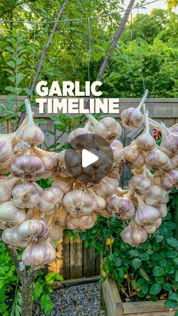 Plant Garlic, The Constant Gardener, Planting Garlic, Edible Gardens, Garlic Scapes, Green Garlic, Growing Garlic, Brown Leaves, Summer Stuff