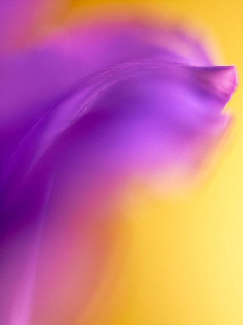 beautiful macro flower Deco Violet, Violet Aesthetic, Yellow Violet, Macro Flower, Yellow Art, Purple And Yellow, Color Harmony, Yellow Aesthetic, Purple Velvet