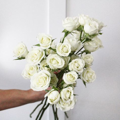 Custom Wedding Flowers For All on Instagram: “White Mini Roses 🤍🌿 They’re gorgeous, timeless + not budget busters 🙌🏼 • • • • #roses #whiteroses #rose #whiterose #weddingflowers…” White Spray Rose, Rose Bridesmaid Bouquet, White Spray Roses, Short Vase, Wholesale Roses, Popular Flowers, Instagram White, Star Of Bethlehem, Mini Roses