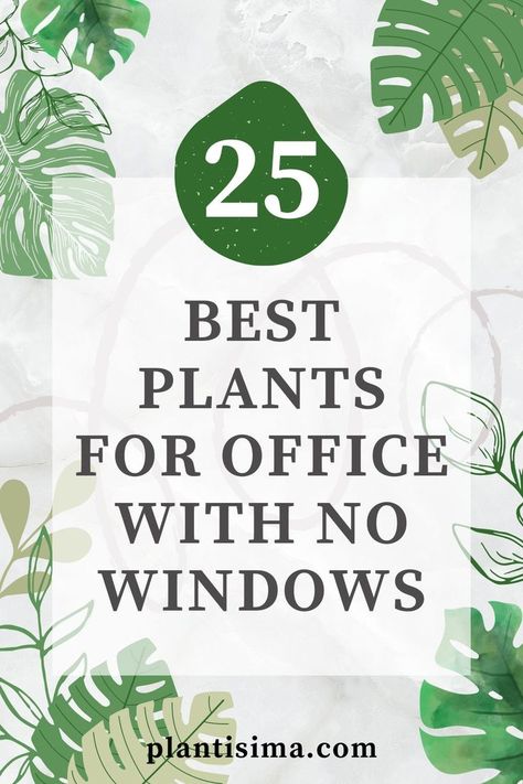 Learn some interesting facts and features of the 25 best plants for office with no windows. These low-maintenance plants will thrive even in such conditions. Best Plants For Office, Decorate Office At Work, Office Without Windows, Office With No Windows, Best Desk Plants, Plants For Office, Decorating Your Office At Work, Indoor Office Plants, Work Cubicle Decor