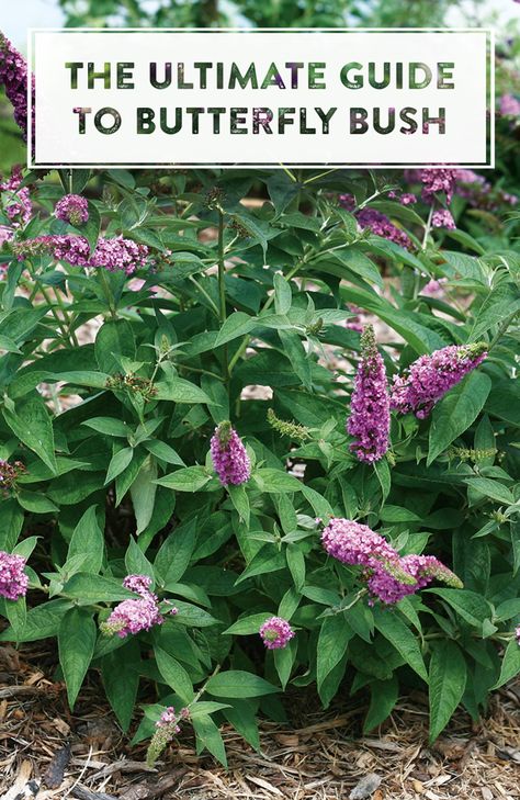 Butterfly Bush Care, Butterfly Bushes, Grow Butterflies, Flowers Growing, Butterfly Plants, Hummingbird Garden, Butterfly Bush, Pollinator Garden, Garden Yard Ideas