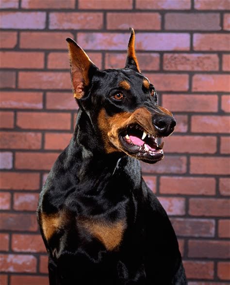 growling doberman - Ecosia Anjing Doberman, Blue Doberman, Doberman Pinchers, Doberman Tattoo, Dog Growling, Black Doberman, Angry Dog, Doberman Love, Doberman Pinscher Dog