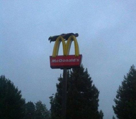 This dude planking on a McDonald's sign. | 42 People You Won't Believe Actually Exist Indian Funny, 웃긴 사진, Funny Couples, Jena, 인물 사진, What’s Going On, Funny Cartoons, Reaction Pictures, Funny Kids