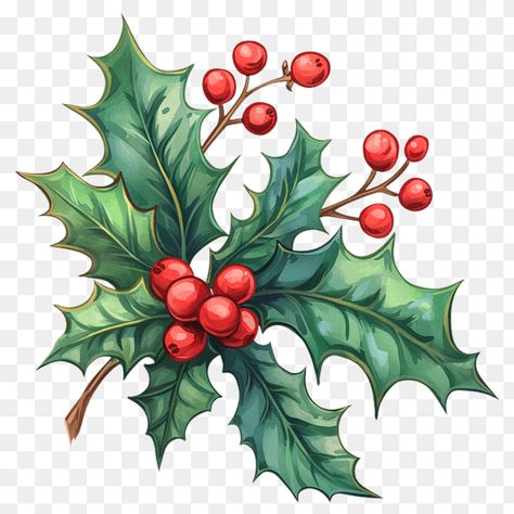 Christmas Holly Clipart Illustration Christmas Holly Clipart, Christmas Flower Clipart, Free Christmas Clip Art Printables, Holly Line Drawing, Christmas Flower Illustration, Christmas Holly Illustration, Christmas Decoration Illustration, Christmas Holly Drawing, Christmas Flowers Drawing