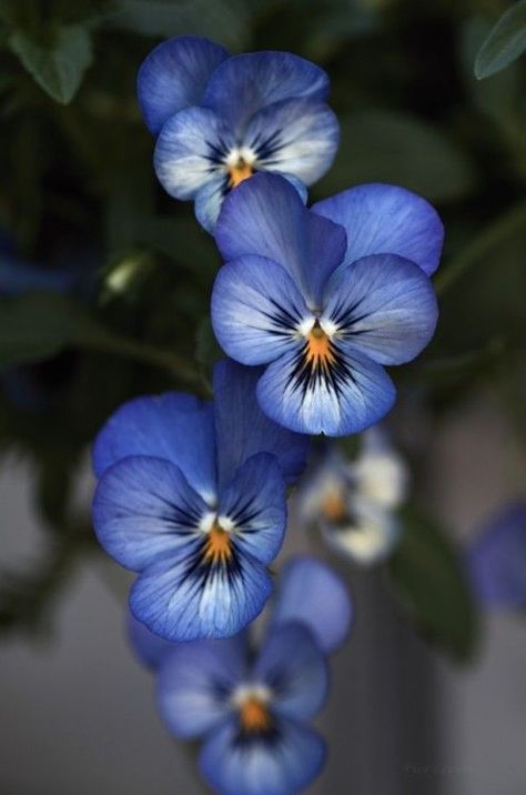 Viola Flower, Pansies Flowers, The Secret Garden, Flower Bed, Flowers Garden, Exotic Flowers, Flowers Nature, Flower Photos, Flower Pictures