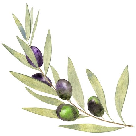 Olive Branch Art, Olive Wreath, Wreath Illustration, Foliage Wreath, Leaf Illustration, Watercolor On Wood, Garden Journal, Watercolor Images, Tree Illustration