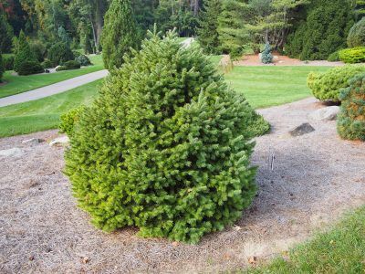 Douglas Fir Tree Care: Tips On Planting A Douglas Fir Tree Douglas fir trees also known as red firs, Oregon pines and Douglas spruce. However, these evergreens are not pines nor spruce nor true firs either. But they are tall, beautiful conifers. For information about growing Douglas firs, click this article. Douglas Fir Tree Tattoo, Douglas Fir Tattoo, 7 Ft Douglas Fir Trees, Noble Fir Tree, Pseudotsuga Menziesii, Pine Seeds, Douglas Fir Tree, Siberian Fir, Tips For Growing Tomatoes