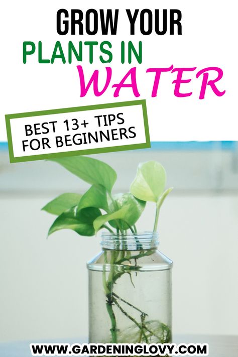 Amazing 13 tips for growing plants in water How To Grow Plants In Water Only, Plant Food For Plants In Water, Plants Propagation In Water, Fertilizer For Plants In Water, Grow In Water Plants, Growing Houseplants In Water, Water Propagation Fertilizer, Plants In Water Vase How To Grow, Plant Cuttings In Water