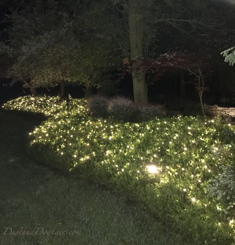 If You Want Your Yard to Sparkle at Night, Try This! – DustandDoghair Gardens At Night, Front Yard Lighting, Butchart Gardens, Outdoor Garden Lighting, Outdoor Landscape Lighting, Yard Lights, Backyard Lighting, Moon Garden, Night Garden