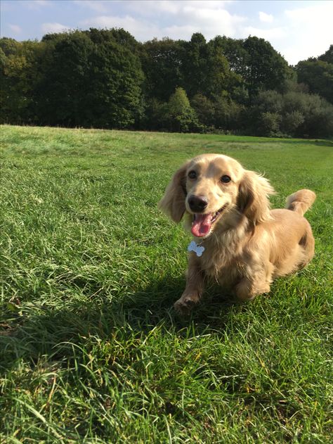 Blond Weiner Dog, Long Hair Golden Daschund, Corgi And Weiner Dog, Golden Retriever Weiner Dog, Fluffy Dashound, Golden Weiner Dog, Long Haired Weiner Dogs, Golden Retriever Dachshund, Golden Dachshund