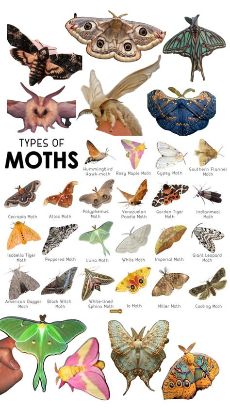 MOTHS!!!! XDD Types Of Moths Meaning, Different Types Of Moths, Moth Diagram, Rare Moths, Cool Moths, Moth Creature, Moth Anatomy, Fuzzy Moth, Cute Moths