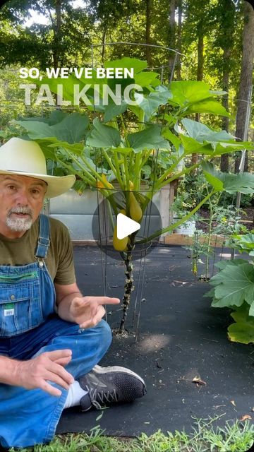 PawPaw Ridge Homestead on Instagram: "People wanted more about the squash tree. Here you go! Just a plain old squash trained to go vertical. #garden #gardening #gardentips #homestead #homesteading #homesteadlife #farm #farming #farmlife #foodie #farmtotable #permaculture #vegetables" Permaculture, Garden Squash Trellis, Vertical Squash Gardening, Planting Squash In Garden, Summer Squash Trellis, Squash Vertical Growing, Squash Plants Trellis, Growing Squash In Raised Beds, How To Grow Squash Vertically