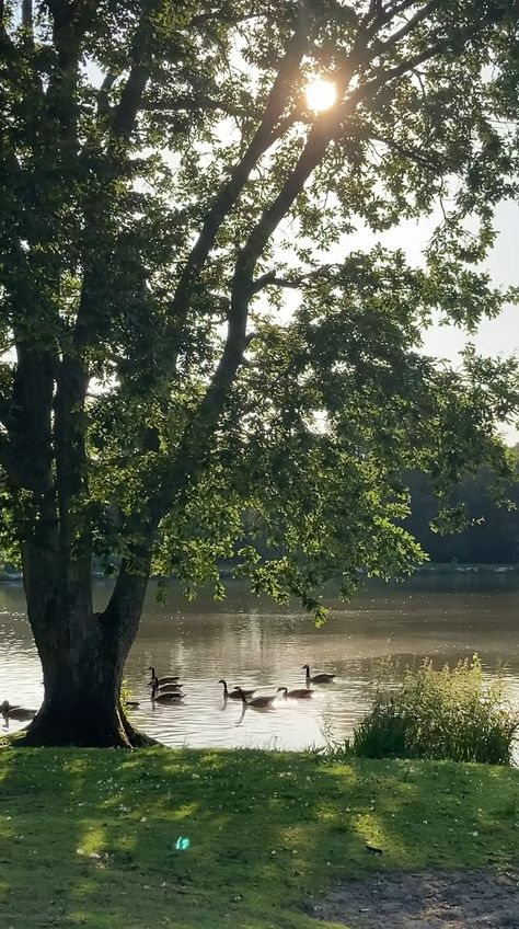 Duck In Water Aesthetic, Mood Video, Video Nature, Söt Katt, Scenery Nature, Aesthetic Photography Nature, Nature Gif, Beautiful Photos Of Nature, Cool Pictures Of Nature