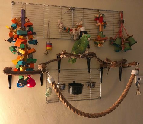 Baby bird Homemade Bird Toys, Diy Parrot Toys, Activity Wall, Bird Room, Diy Bird Cage, Cockatiel Toys, Diy Bird Toys, Budgie Toys, Pet Bird Cage