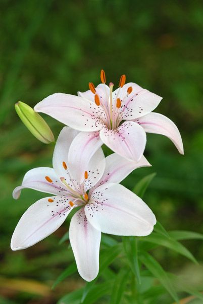 Lilly by  © Jon R. Vermilye. A flower like this would look nice in a hair piece Exotic Flowers, Lilly Flower, Illustration Blume, Flowers Wallpaper, White Lilies, Flower Aesthetic, Lily Flower, The Grass, Flowers Nature