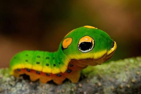 #1 It's the first day of Spring! Which means it's also Very Hungry Caterpillar Day. Isn't this guy the cutest caterpillar you've ever seen lol.   #WorldEricCarle #HungryCaterpillar Swallowtail Caterpillar, Spicebush Swallowtail, Wildlife Biologist, Insect Photography, Moth Caterpillar, Beautiful Bugs, Very Hungry Caterpillar, Hungry Caterpillar, Bugs And Insects