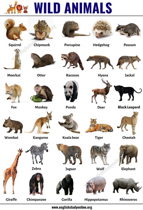 Wild Animals: List of 30+ Popular Names of Wild Animals in English - English Study Online Animals Name List, Animal Chart, Wild Animals List, Animals List, Animals Name In English, Learning English For Kids, Wild Animals Pictures, List Of Animals, English Lessons For Kids