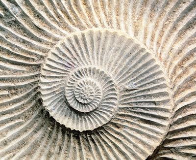 Spiral shape of a fossilised ammonite shell Fossil Prints, Fossil Art, Spirals In Nature, Ammonite Shell, Shell Artwork, Geometry In Nature, Geometric Nature, Spiral Shell, Fibonacci Spiral