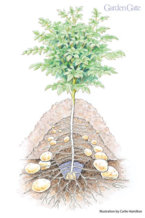 The Hilling Method is a easy way to grow and harvest home grown potatoes. Watch our helpful video and get growing tips! #HomeGrown #Potatoes #GrowYourOwn #VegetableGarden #Gardening #HowToVideo #GardenGateMagazine Garden Design Cottage, When To Plant Potatoes, How To Plant Potatoes, Garden Potatoes, Potatoes Growing, Potato Planting, Harvesting Potatoes, Plant Potatoes, Potato Gardening