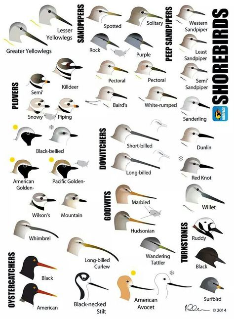 Shorebirds Animal Plates, Shore Birds, Bird Template, Bird Identification, Water Birds, Shorebirds, Bird Watcher, Nature Birds, Backyard Birds