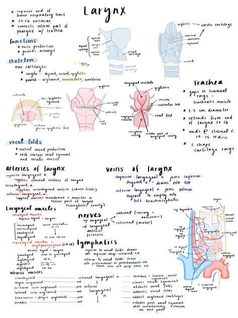 Larynx #larynx #anatomy #medschoolnotes #onesheet #larynxanatomy Larynx Anatomy Notes, Ent Medical Notes, Slp Anatomy, Larynx Anatomy, Speech Anatomy, Med School Study, Dentistry Student, Medicine Notes, Dental Hygiene School