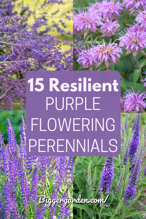 From deep violets to soft lavenders, purple perennials are the heartthrobs of the garden world. Discover our 15 must-have plants by clicking through and don’t forget to follow us for more gardening tips and tricks. Purple Garden Border, Violet Garden Aesthetic, Purple Perennial Garden, Purple And Pink Garden Ideas, Purple Flower Plant, Purple Shade Plants, Tall Purple Flowers Perennials, Purple Summer Flowers, Purple Flower Bush