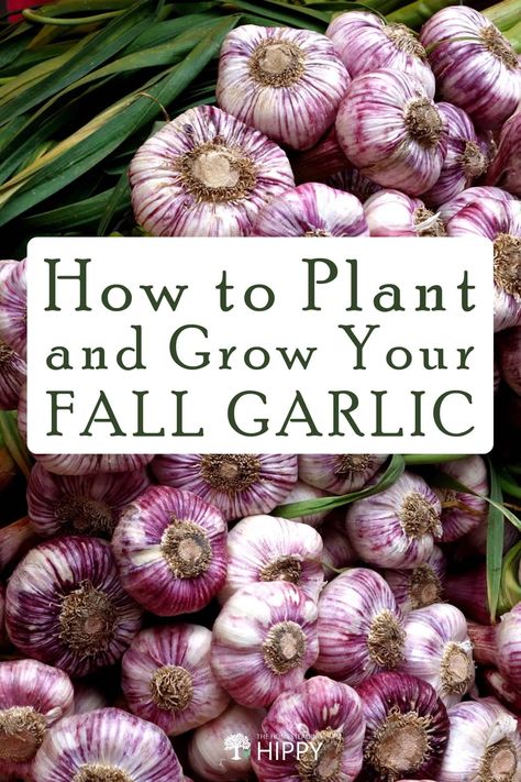 Fall Garlic Planting, When To Plant Garlic Fall, Plant Garlic In Fall, How To Plant Garlic In The Fall, Planting Onions In The Fall, Garlic Planting How To Grow, Fall Potatoes Planting, Pasta Recipes Garlic, Planting Garlic In Fall