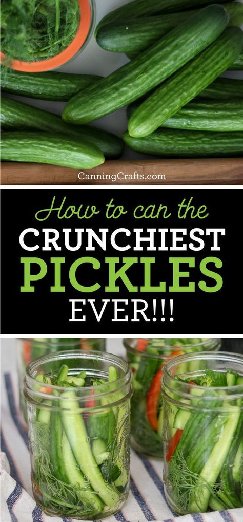 Mixed Pickles Canning Recipes, Sweet Dill Pickle Recipe Canning, Dill Pickle Recipe With Fresh Dill, Water Bath Dill Pickles, How To Can Dill Pickles, English Cucumber Recipes Canning, Canning Crispy Dill Pickles, Sliced Dill Pickles Canning, Crunchy Pickles Canning