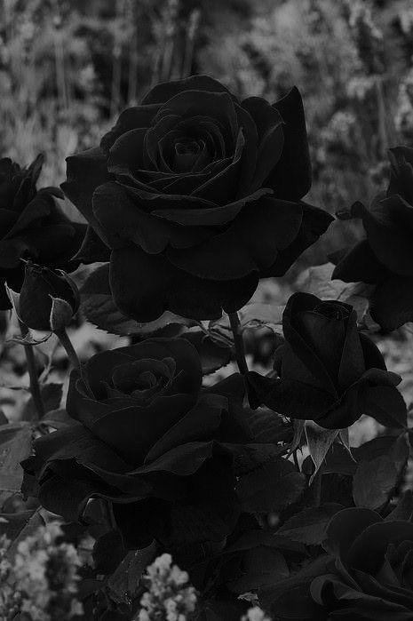 Black Roses Wallpaper, Black Rose Flower, Red Roses Wallpaper, Dark Flowers, Black Roses, Gothic Aesthetic, Goth Aesthetic, Black And White Aesthetic, Black Aesthetic Wallpaper