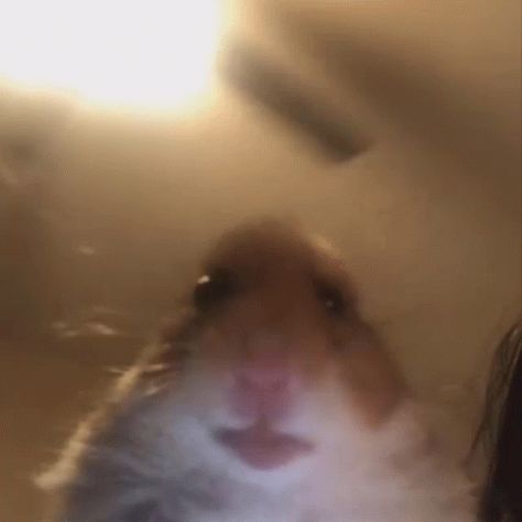 Hamster Meme, Meme Gif, A Hamster, Gif