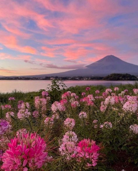 May Flowers Wallpaper Iphone, No Copyright Pictures, Mountains Flowers, Sky Pink, Pink Forest, Back Ground, Landscape Photography Nature, Pretty Landscapes, Flower Therapy