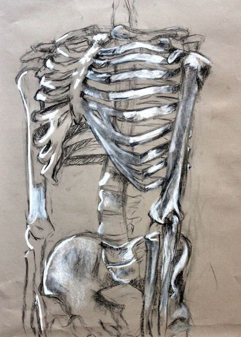 Clara Lieu, Skeleton Drawing Assignment, conte crayon on toned paper, RISD Project Open Door, 2015. Creative Skeleton Drawing, Anatomical Skeleton Drawing, A Level Art Sketchbook Human Form, Skeleton Art Colorful, Tone And Form Gcse Art, Charcoal Skeleton Drawing, Human Structure Drawing, Tone In Art, Skeleton Charcoal Drawing