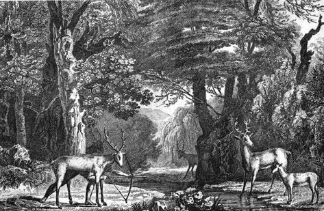 Florida Memory • Timucua Indians hunting deer Florida Seminoles, Chinese Chestnut, America Florida, Chestnut Tree, American Chestnut, Bronx Zoo, Chestnut Trees, Single Tree, Appalachian Mountains