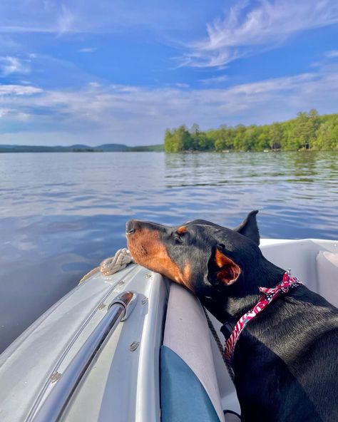 Blue Doberman Puppy, Blue Doberman, Black German Shepherd Puppies, Boat Summer, Washington Seattle, Doberman Love, Doberman Pinscher Dog, Doberman Puppy, Really Cute Puppies