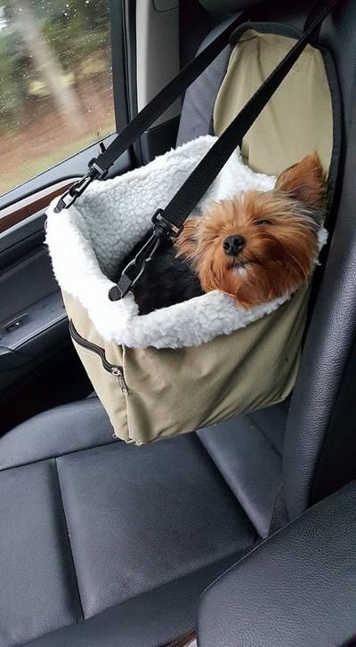 Pet Supplies Organization, Dog Accesories, Dog Car Seat, Puppy Accessories, Booster Car Seat, Dog Car Seats, Dog Items, Dog Car, Diy Dog Stuff